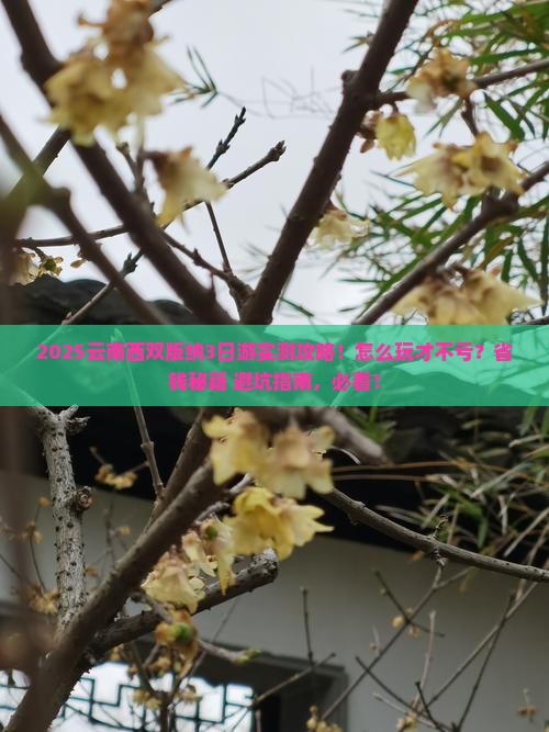 二月去云南西双版纳三日游