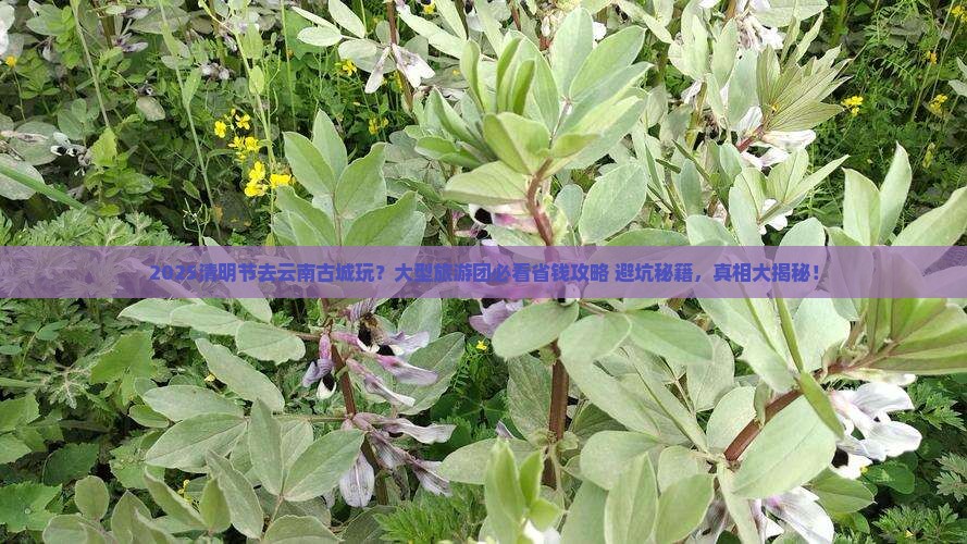 清明节去云南古城大型旅游团