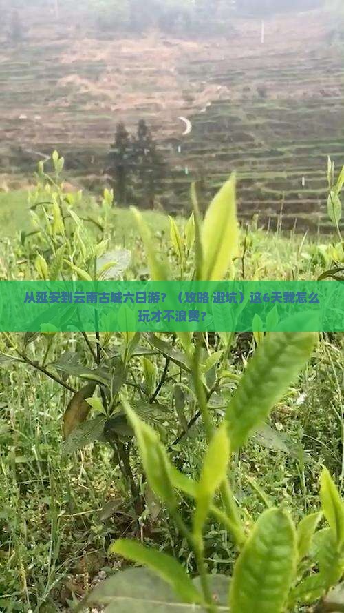 延安到云南古城六日游