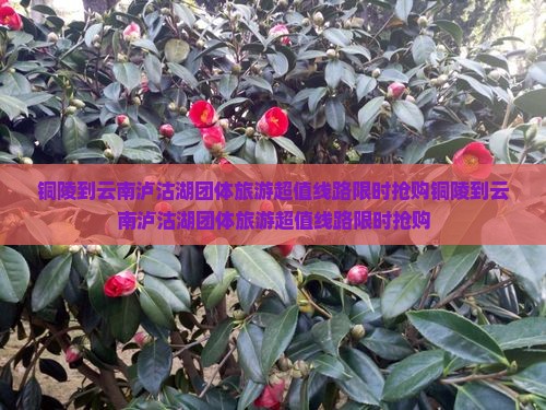 铜陵到云南泸沽湖团体旅游