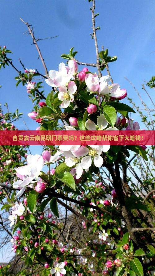 自贡去云南昆明门票