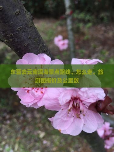 东营去云南洱海景点