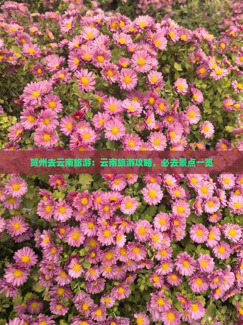 贺州去云南旅游