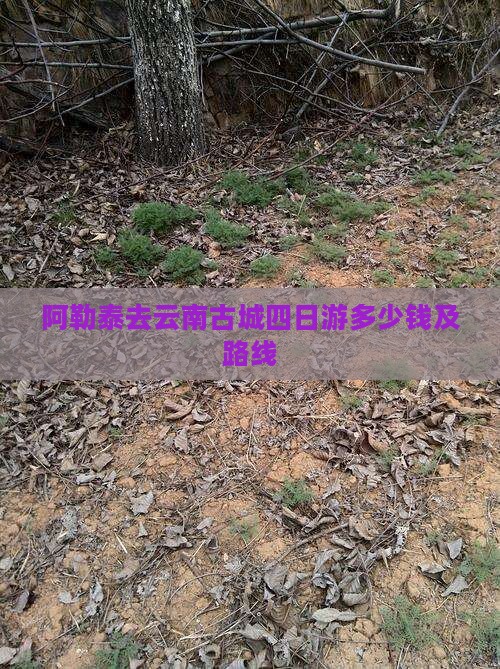 阿勒泰去云南古城四日游