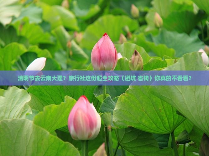 清明节去云南大理旅行社