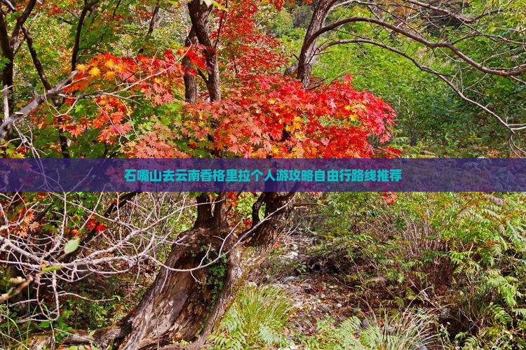 石嘴山去云南香格里拉个人游