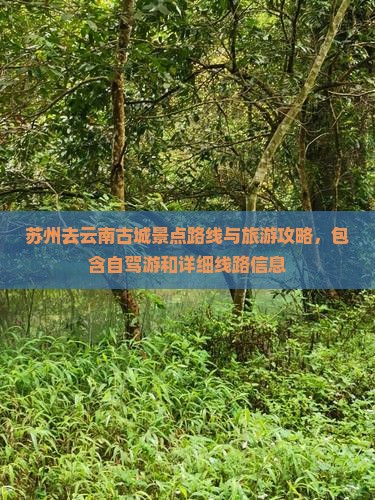 苏州去云南古城景点