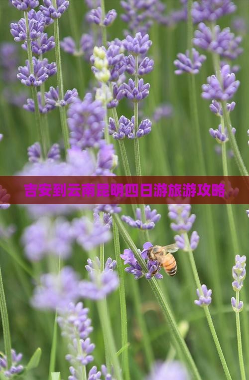 吉安到云南昆明四日游