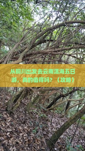 铜川去云南洱海五日游