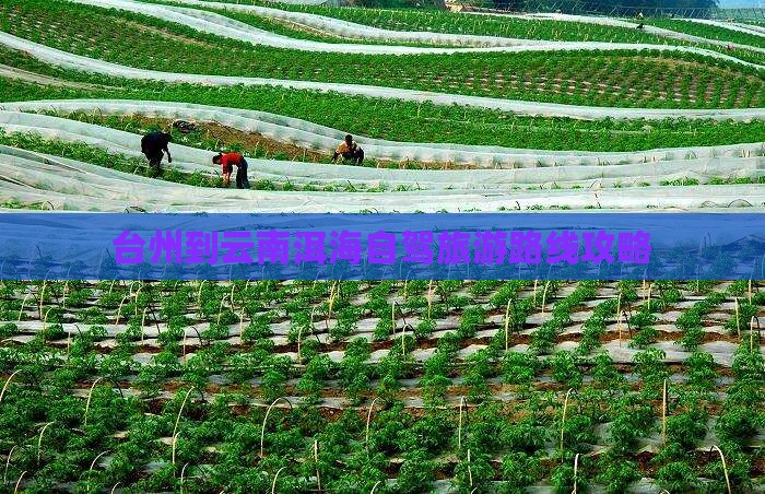 台州到云南洱海个人游