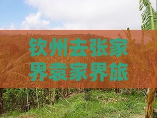钦州去张家界袁家界自由团