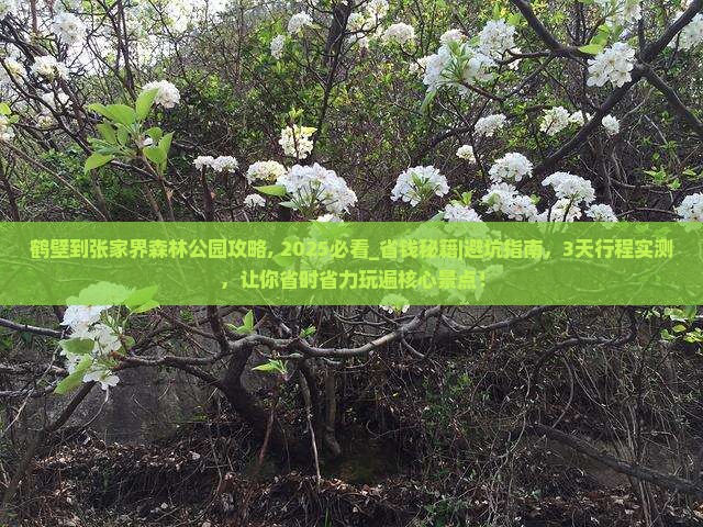 鹤壁到张家界森林公园攻略