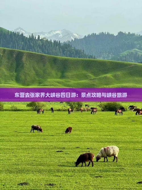 东营去张家界大峡谷四日游