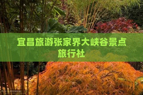 宜昌去张家界大峡谷旅行社