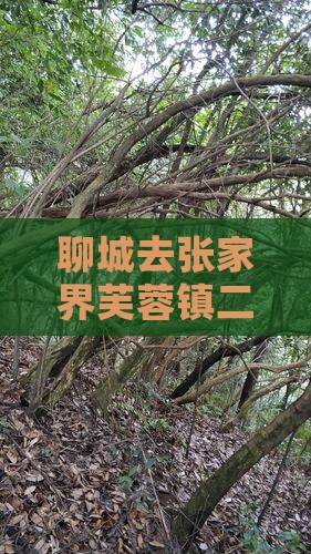 聊城去张家界芙蓉镇二日游