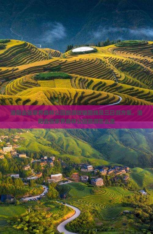洛阳去张家界森林公园旅游