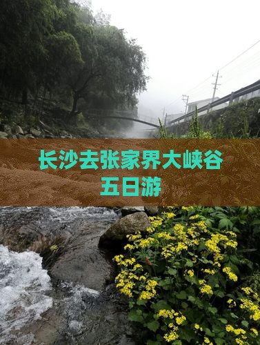 长沙去张家界大峡谷五日游