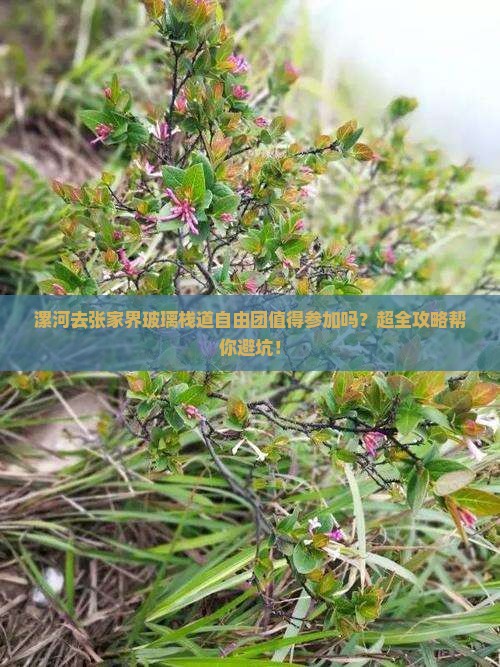 漯河去张家界玻璃栈道自由团
