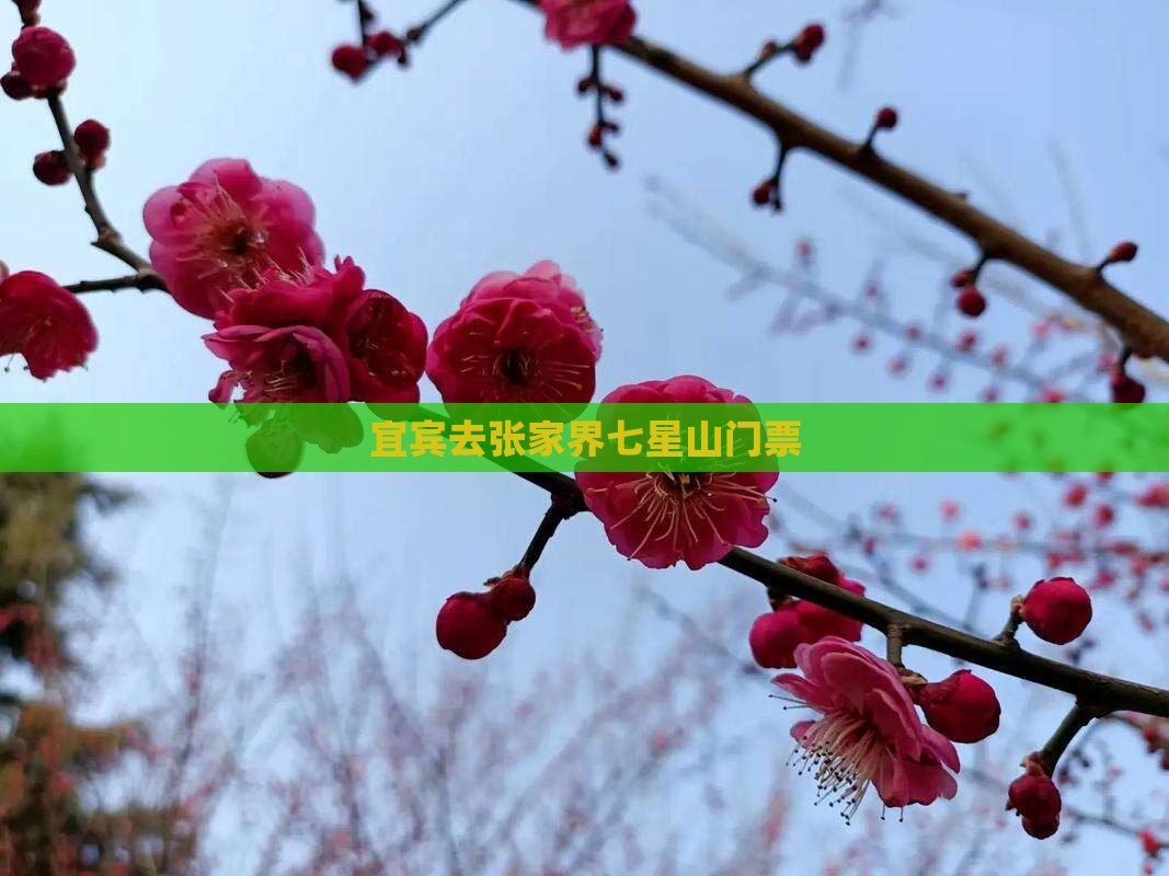 宜宾去张家界七星山门票