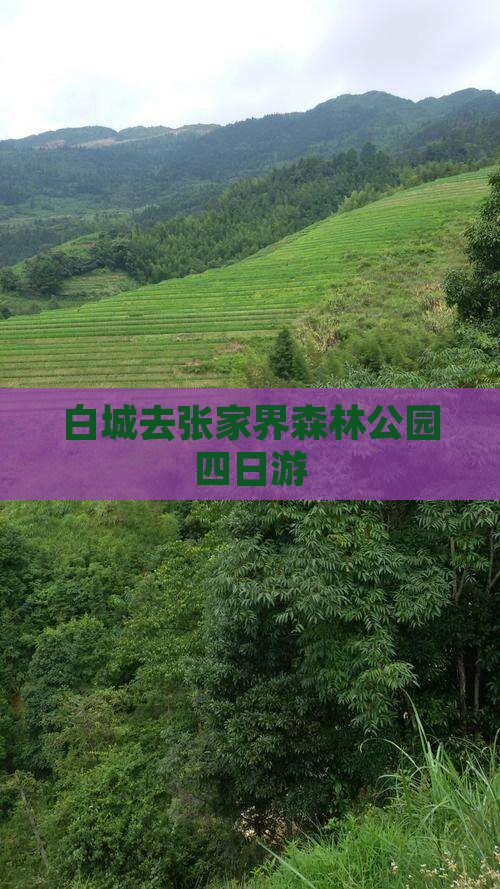 白城去张家界森林公园四日游