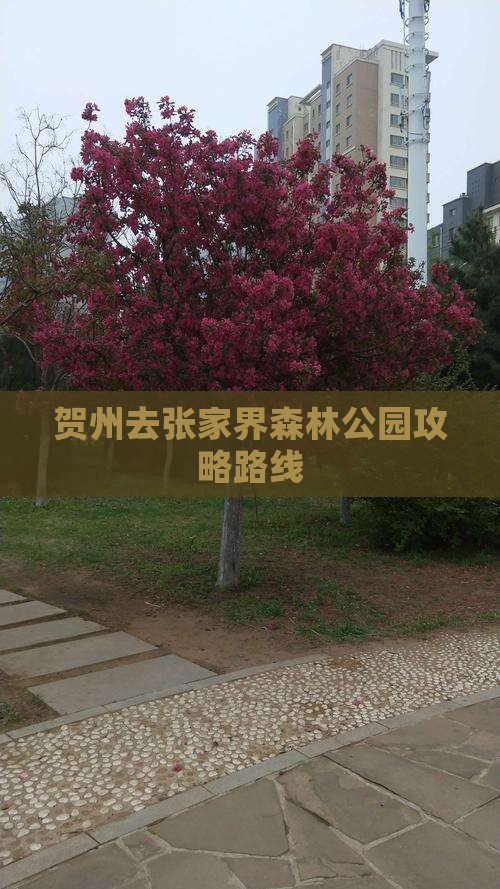 贺州去张家界森林公园攻略
