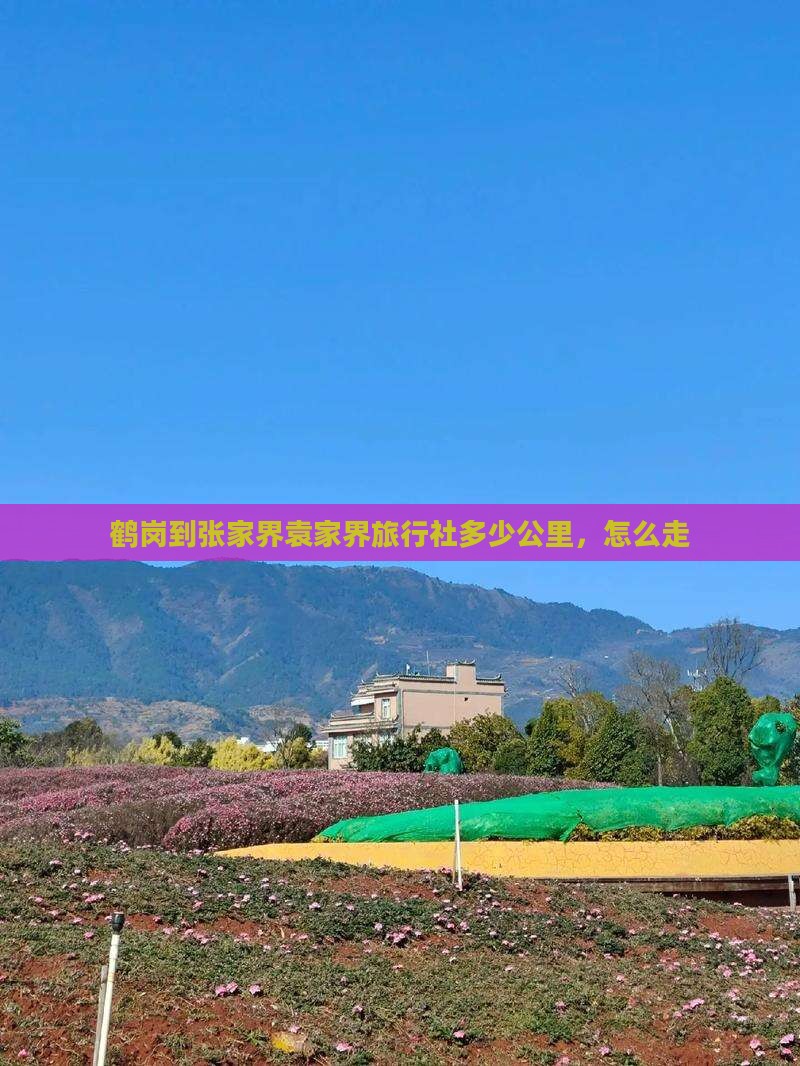 鹤岗到张家界袁家界旅行社