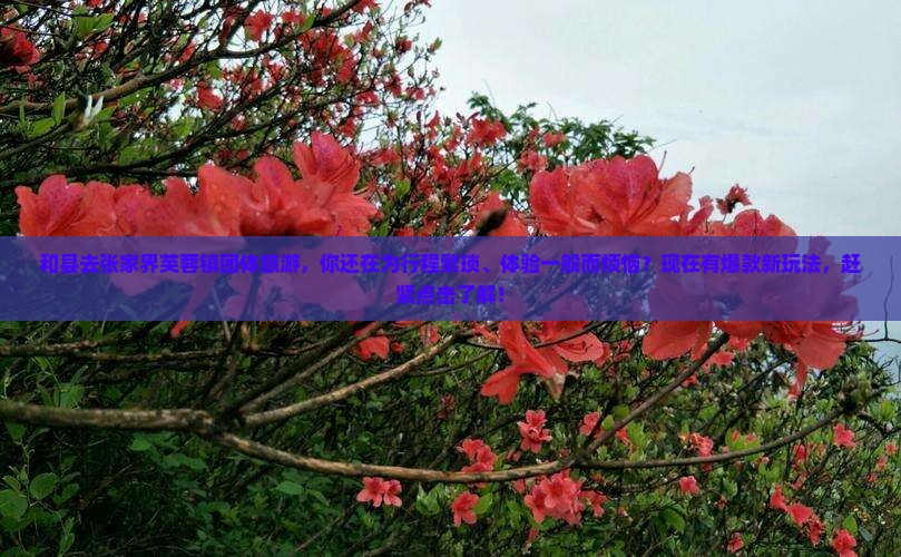 和县去张家界芙蓉镇团体旅游