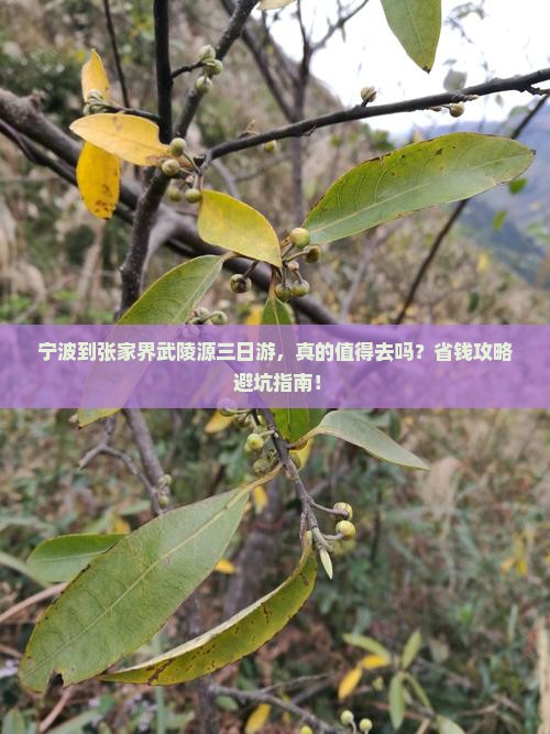 宁波到张家界武陵源三日游