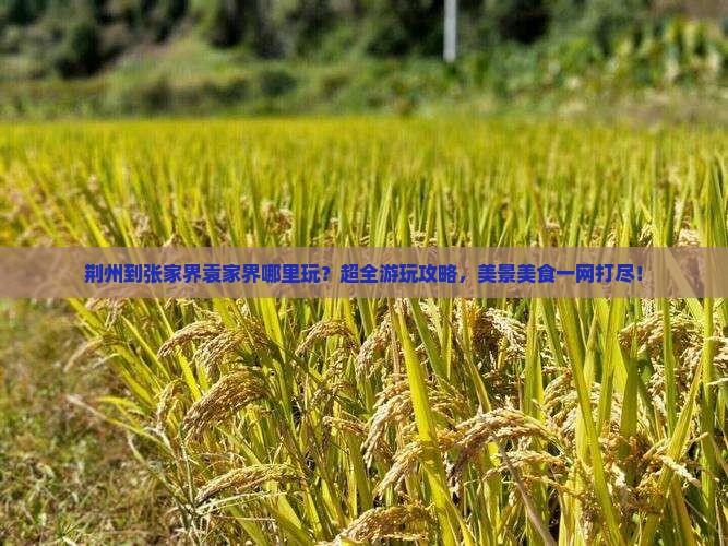 荆州到张家界袁家界哪里玩