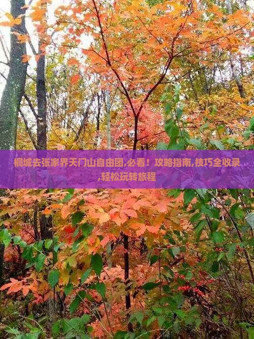 桐城去张家界天门山自由团