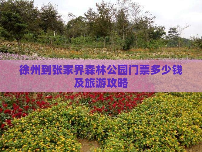 徐州到张家界森林公园门票