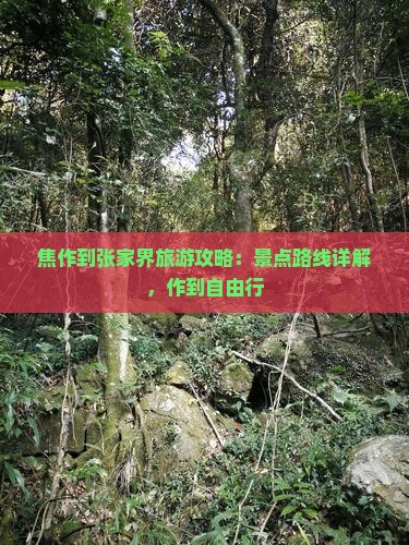 焦作到张家界森林公园自由行