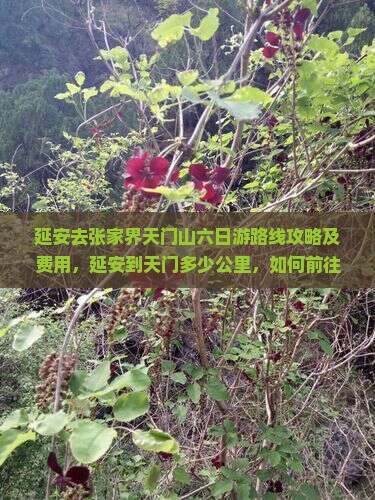 延安去张家界天门山六日游