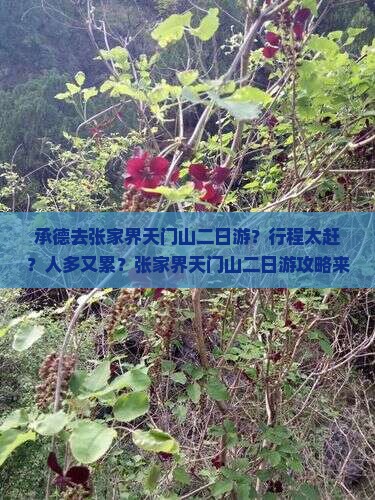 承德去张家界天门山二日游