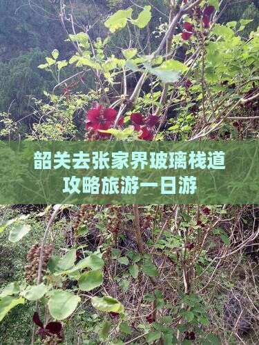 韶关去张家界玻璃栈道一日