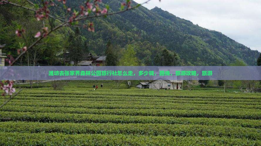 潍坊去张家界森林公园旅行社