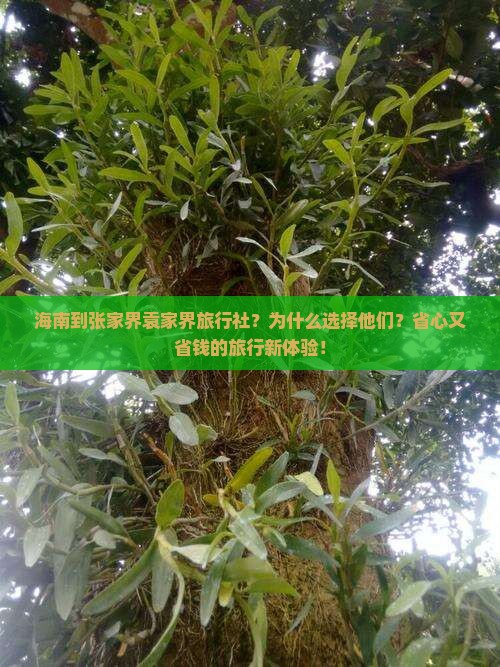 海南到张家界袁家界旅行社
