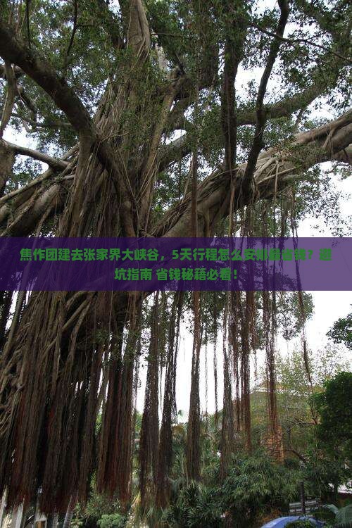 焦作去张家界大峡谷团体旅游