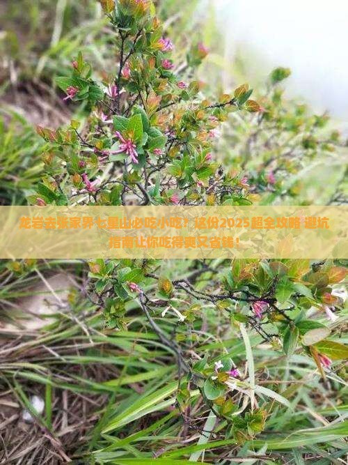 龙岩去张家界七星山旅游小吃