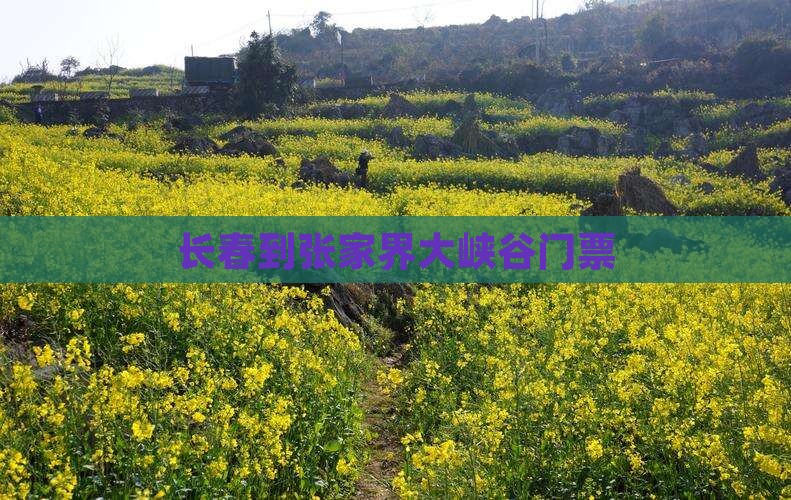 长春到张家界大峡谷门票