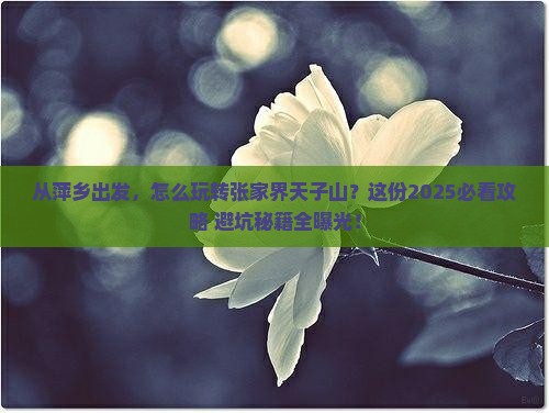 萍乡去张家界天子山景点