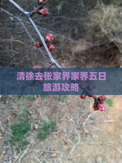清徐去张家界天子山五日游