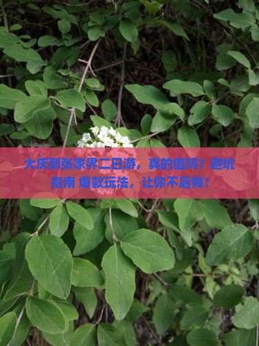 大庆到张家界二日游