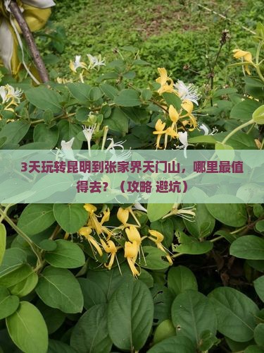 昆明到张家界天门山哪里玩
