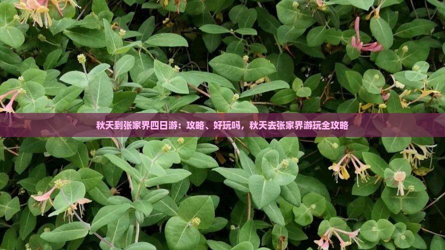 秋天到张家界四日游