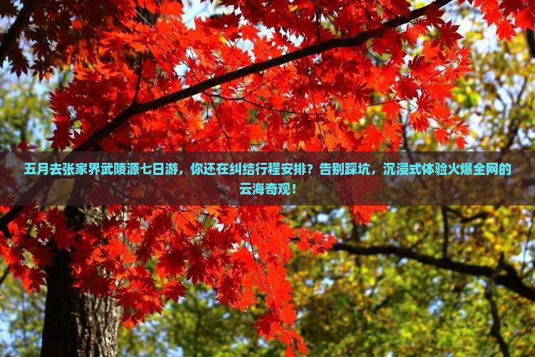 五月去张家界武陵源七日游