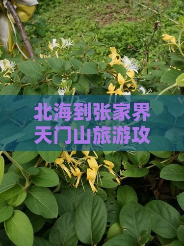 北海到张家界天门山门票