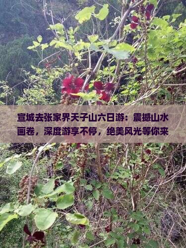 宣城去张家界天子山六日游