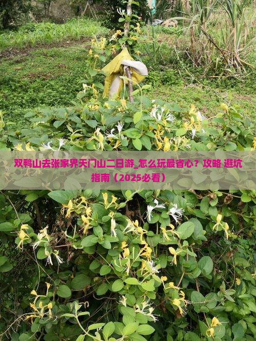 双鸭山去张家界天门山二日游