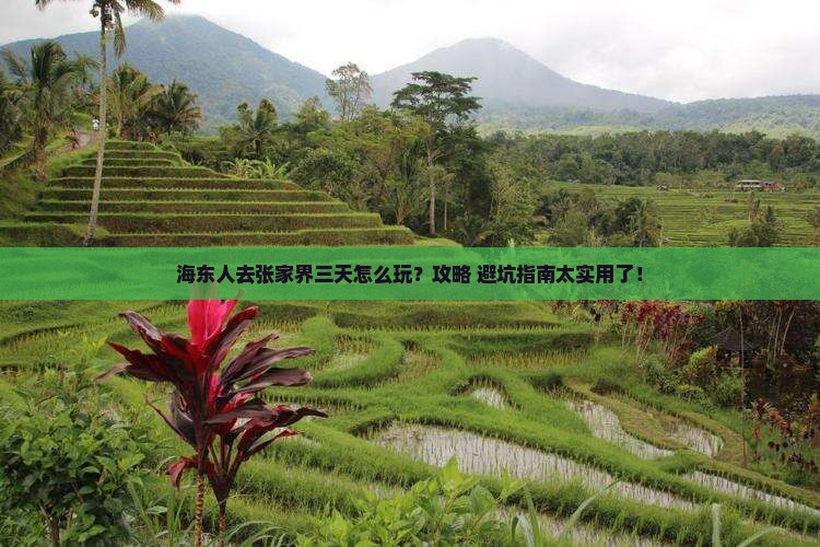 海东去张家界森林公园三日游